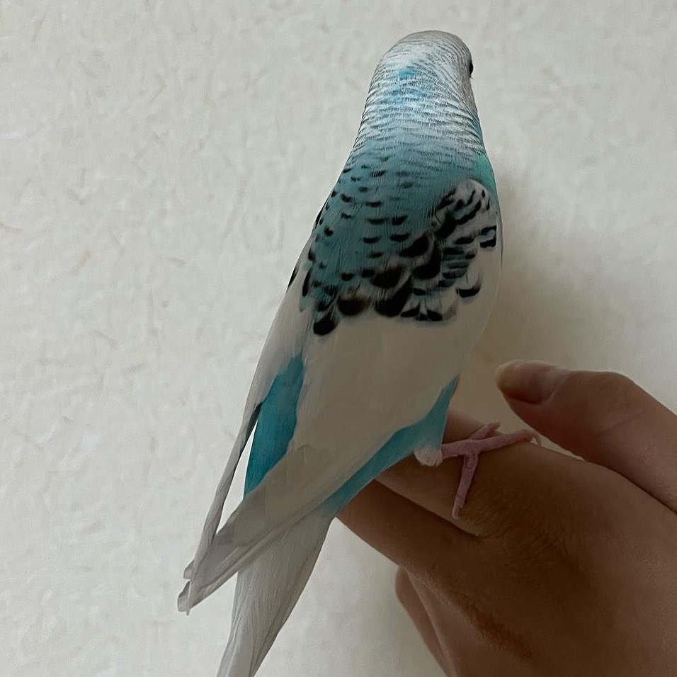inko_hogo's tweet photo. 2022年5月5日17時30分頃、
大阪府枚方市にて迷子のセキセイインコを見つけ、保護しております。
お心当たりのある方、ご連絡お待ちしております。
出来る限りの拡散やRTのご協力をよろしくお願いします🙇‍♂️🙏
 #迷い鳥 #迷子  #迷子インコ  #迷子鳥 
 #セキセイインコ https://t.co/NvjltgTVJs