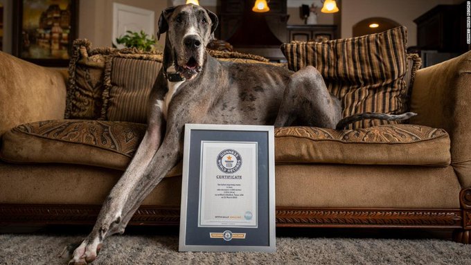 dlrnoticias's tweet image. 🔴 #7May | El Guinness World Records coronó a un gran danés como el perro vivo más alto del mundo.

Zeus, de dos años, de Bedford (Texas), mide 1,046 metros, lo que le convierte en el perro más alto del mundo.