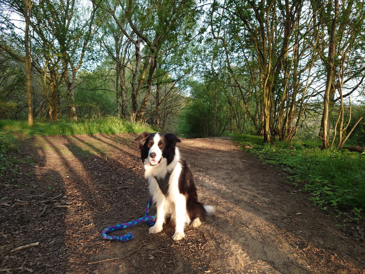 Please keep everything crossed for my best friend Mac who is currently in the vets undergoing emergency surgery for possible bowel obstruction. 😓🤞