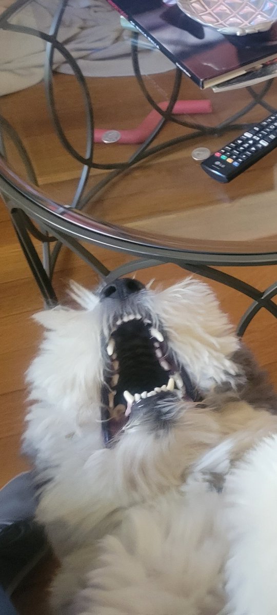 coverdorf's tweet photo. @JoJoFromJerz #psychodog #flossy https://t.co/1Iys4gdkUt