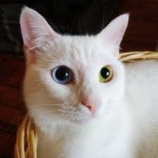 kittyOwned's tweet photo. reasons why you should get a cat: 
1. https://t.co/rgFkHO87AG