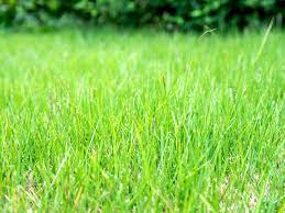 ship_wes's tweet photo. Wes ship of the day is Wes x Grass! https://t.co/P5xdTq1TvI