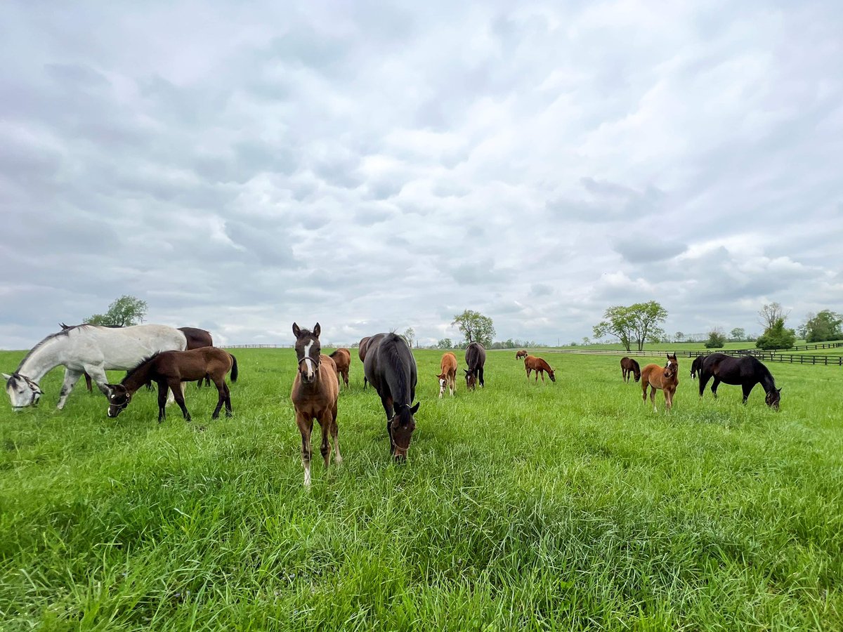 AirdrieStud's tweet photo. Derby dreams are born with every new foal, hope springs eternal in the fields of thoroughbred farms across the world 🌹🏇🏿 Best wishes to the connections of all runners today, especially our #AirdrieBred runners! #Zandon #SummerisTomorrow @KentuckyDerby https://t.co/RzrfwOAuHn