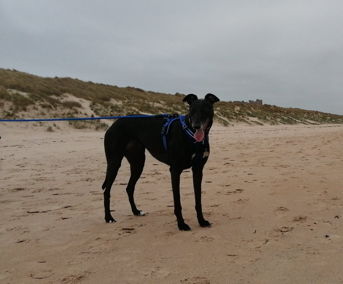 Had such an amazing day at Bamburgh today! Enjoyed meeting all of you fabulous hounds, hope everyone had a great day too (excuse muvver's photograph 'skills') <3