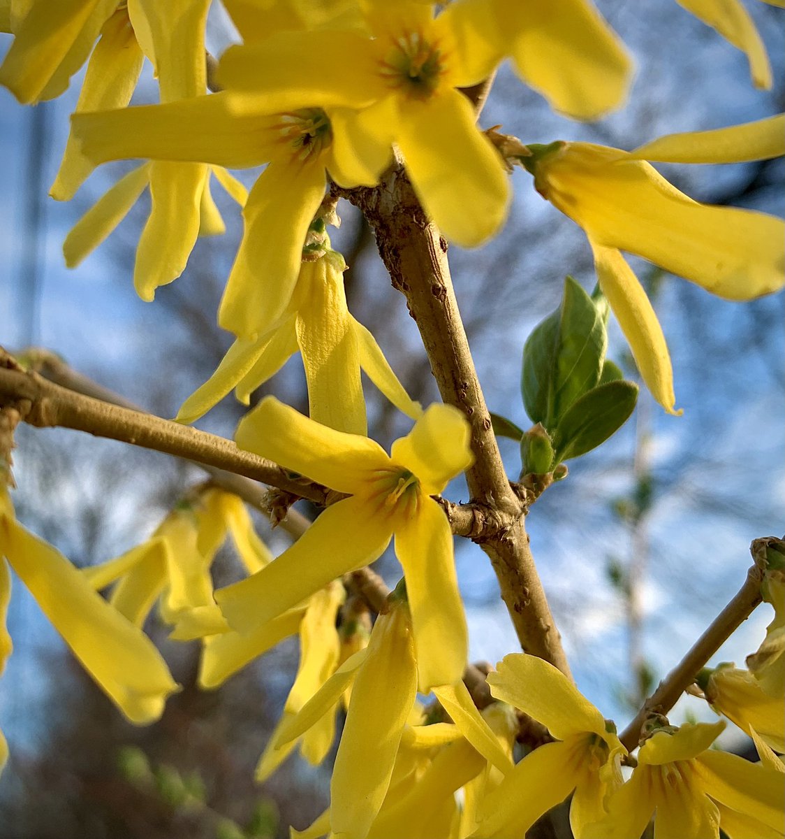 Ah, the peaceful sounds of Spring

Birds chirping, lawnmowers mowing, a leaf blower in the distance…Is that a shop vac I hear? Yes. Yes it is. #sarcasm #spring #Neighbours