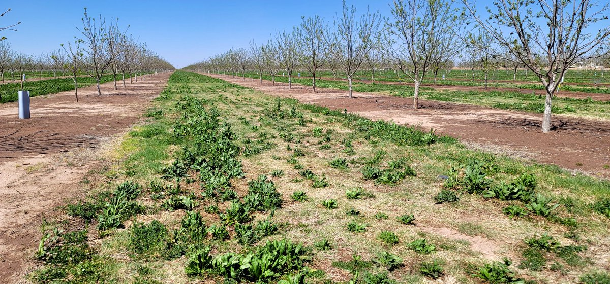 DebankurSanyal's tweet photo. #covercrops provide #soilarmor, build #healthysoils, reduce #soilerosion and #pollution. https://t.co/ZiMT5Mx5Ag