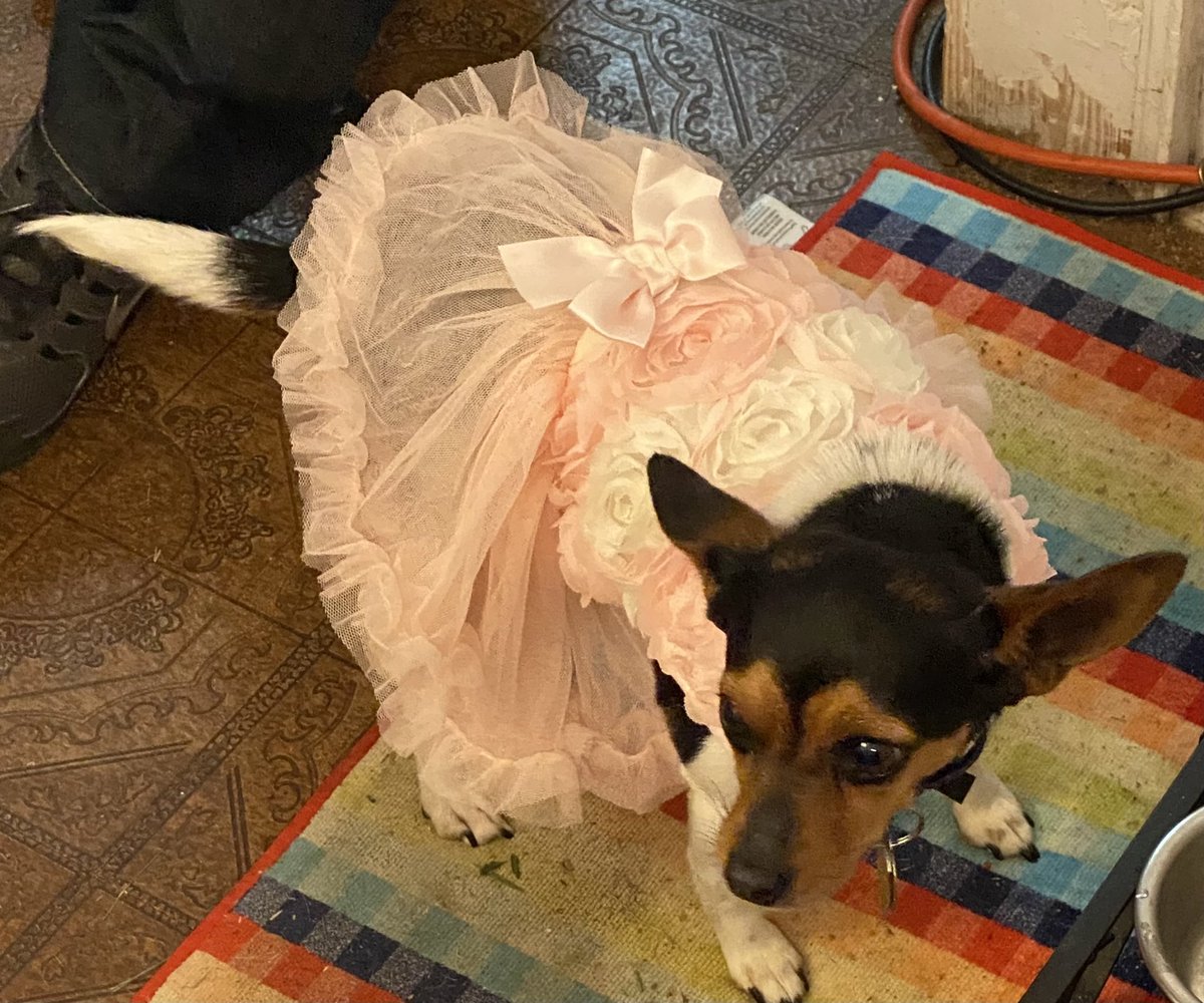 NaturePerfected's tweet photo. @JoJoFromJerz Lucy in her Easter dress💕 https://t.co/Crml9XOfJG