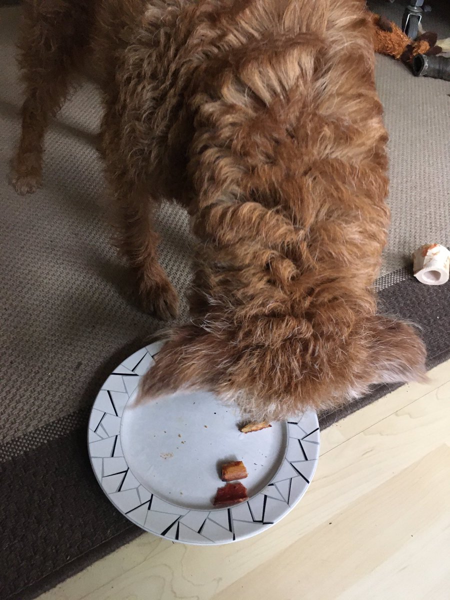 DublinIrishPup's tweet photo. #PizzaBones #nomnom Fank ya Mum for sharing your #leftoverpizza with me sooooo good 🤤😋 https://t.co/0kEdaWyQb8