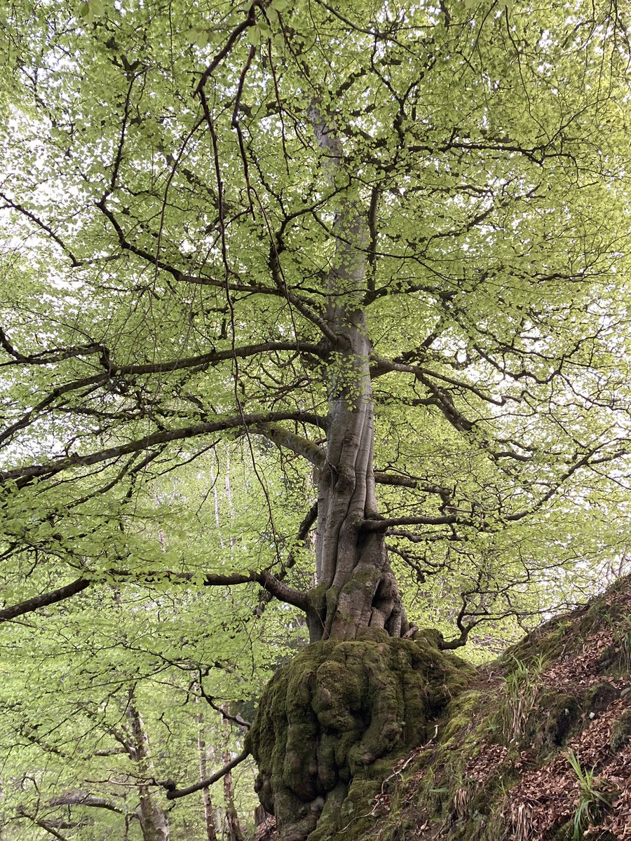 lynxy84's tweet photo. @campbellclaret contender for #treeoftheday ?? https://t.co/yhNuygqNYg