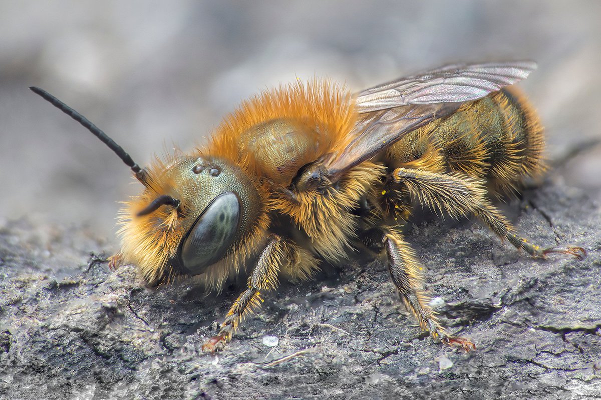 Blue Mason Bee on an old log. @ThePhotoHour @MacroHour @ElyPhotographic @ExtremeMacro #Bee #NaturePhotography @RoyEntSoc