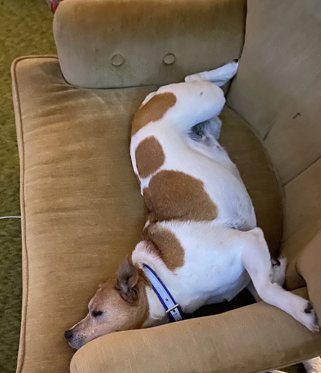 NaturePerfected's tweet photo. @JoJoFromJerz Sophie, who is way too comfortable in her Daddy’s chair. https://t.co/N1fB57HaNa