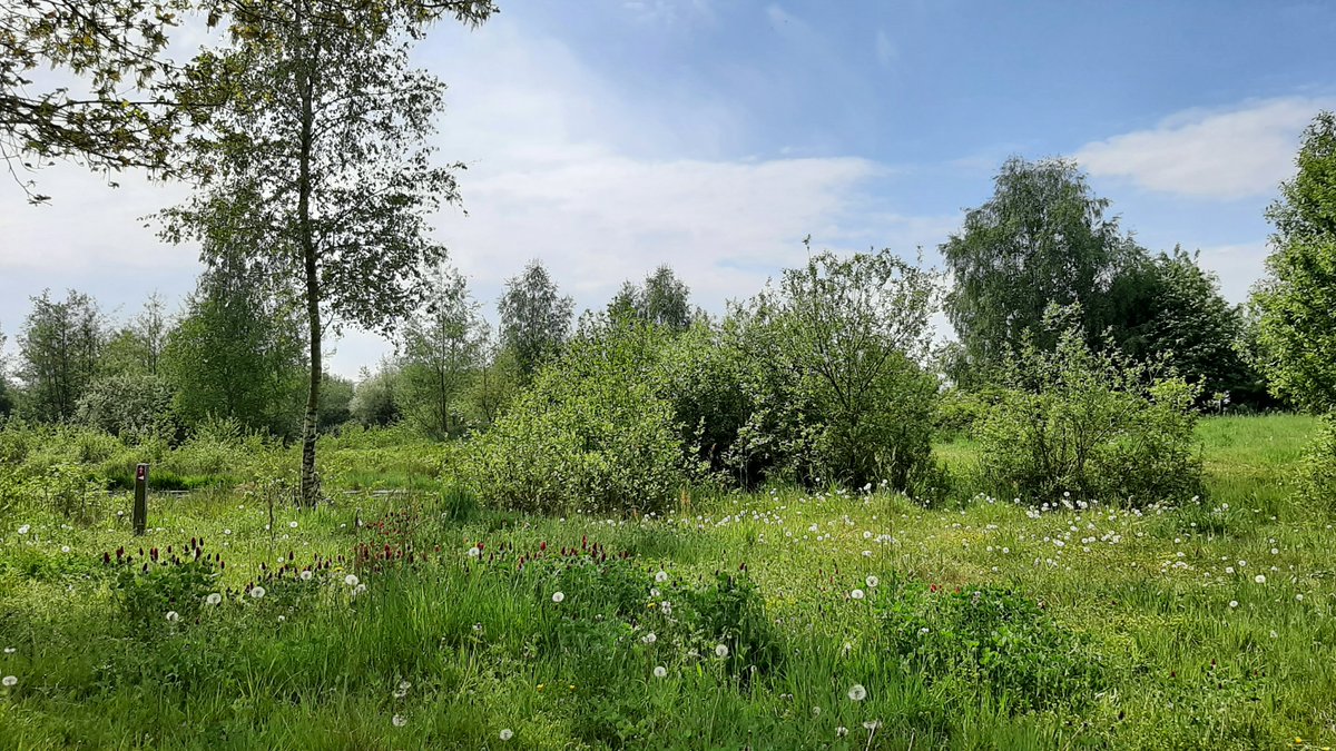 inja5248's tweet photo. vanmorgen weer 'n stukje verder op de 🚴‍♀️
naar de #Pepinusbeek om de #ooievaars te zien 
mooie natuur in 't @SmalsteStukje 🇳🇱 

@WLomgeving waarom zijn de rietkragen verwijderd, ik mis nu zoveel vogelsoorten en libellen...zonde! https://t.co/VlnM53IeXS