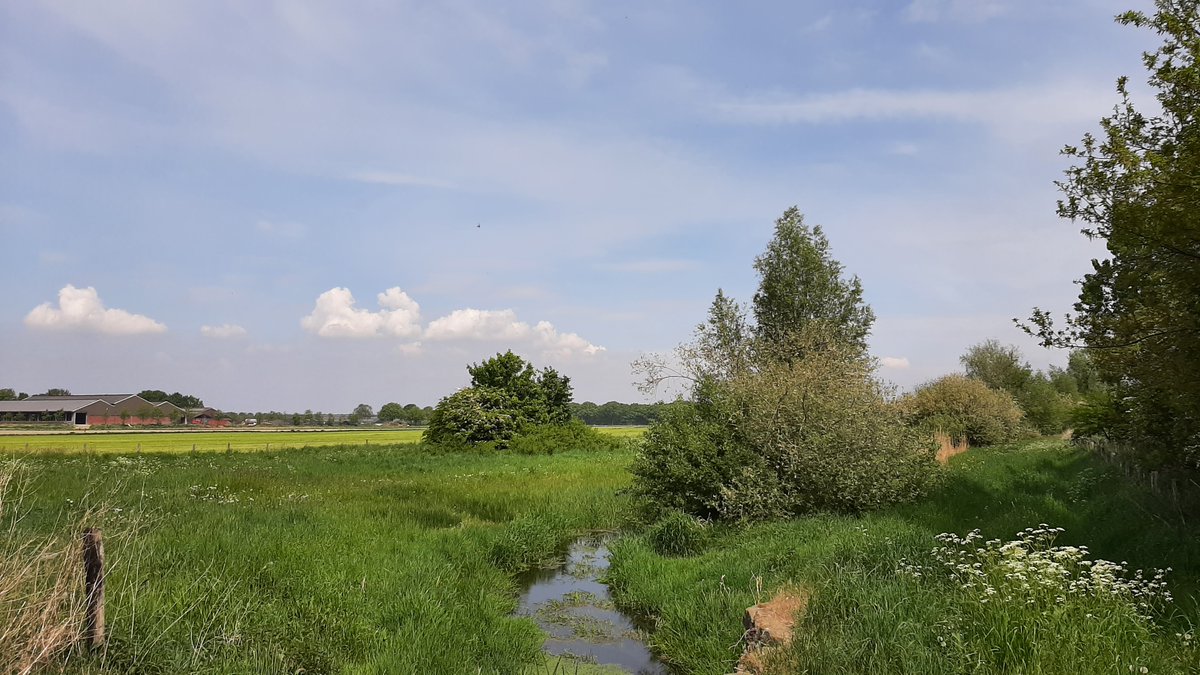 inja5248's tweet photo. vanmorgen weer 'n stukje verder op de 🚴‍♀️
naar de #Pepinusbeek om de #ooievaars te zien 
mooie natuur in 't @SmalsteStukje 🇳🇱 

@WLomgeving waarom zijn de rietkragen verwijderd, ik mis nu zoveel vogelsoorten en libellen...zonde! https://t.co/VlnM53IeXS