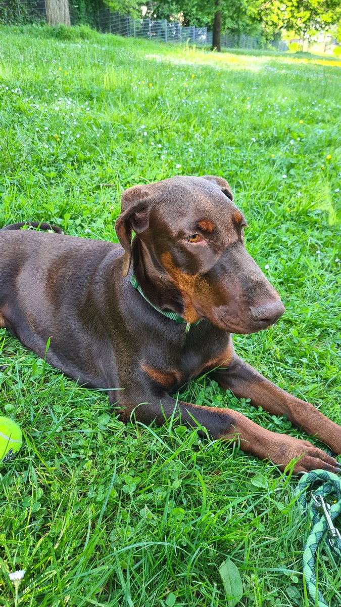 Sonicslip's tweet photo. My dogy dog "Sita Ram"🐕 https://t.co/jfLrD2NQOW