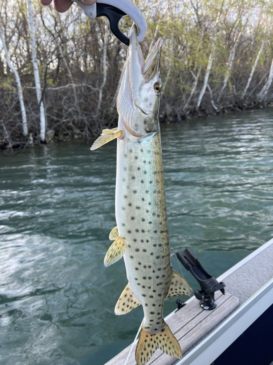 Detroitfishin's tweet photo. https://t.co/e7vKAvMaUl Musky!!! https://t.co/mPAWSqJQpe