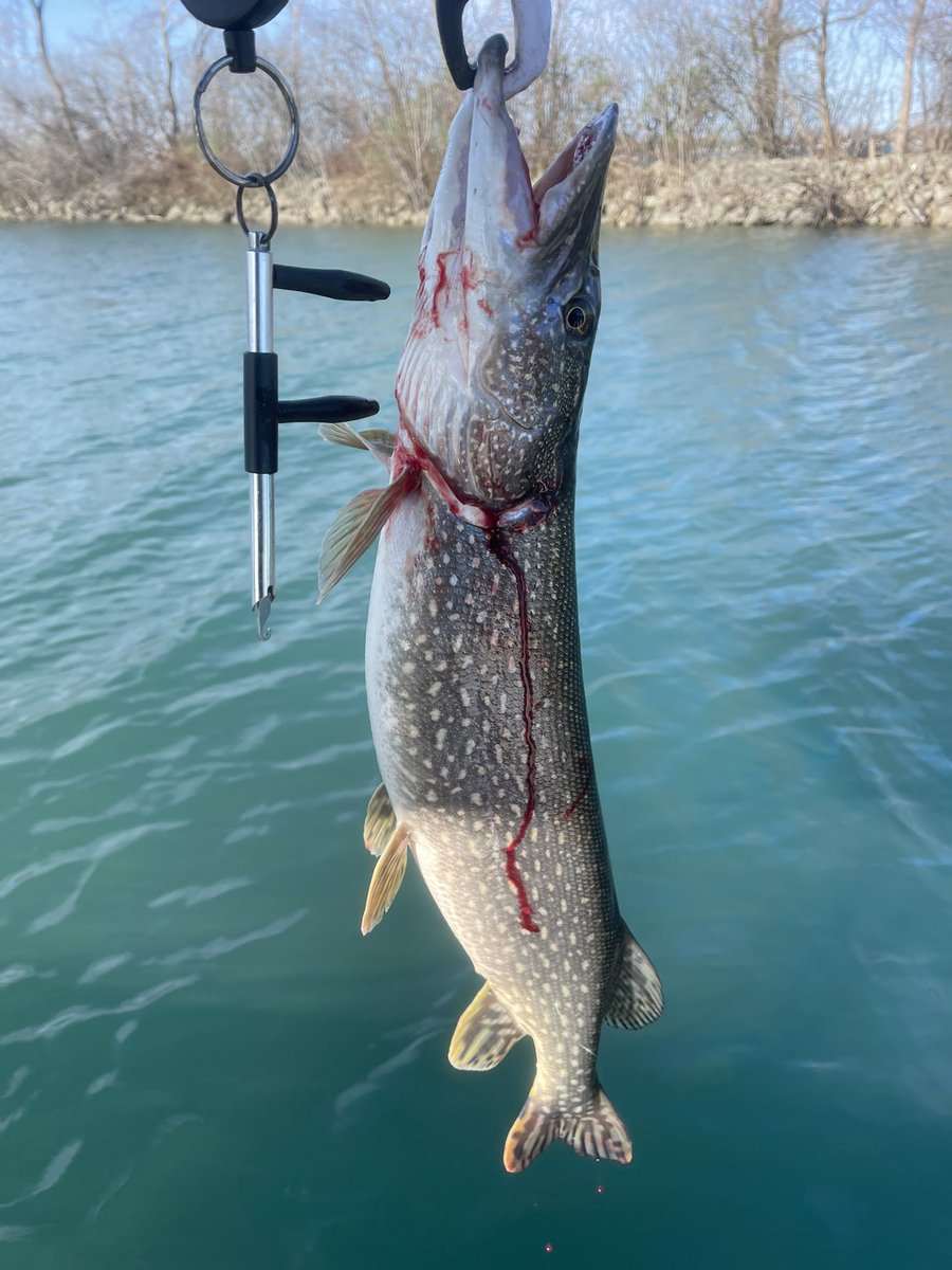 Detroitfishin's tweet photo. https://t.co/e7vKAw3LLT https://t.co/D7JPaWYfhN