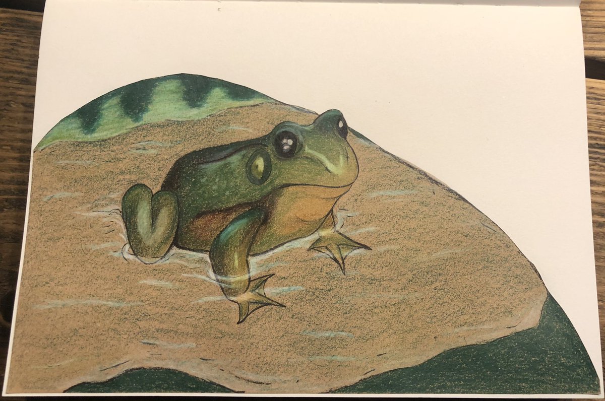 Mae_makes_'s tweet photo. This little guy now lives in my sketchbook #scrawlrchallenge #frog https://t.co/emTi2s7We3