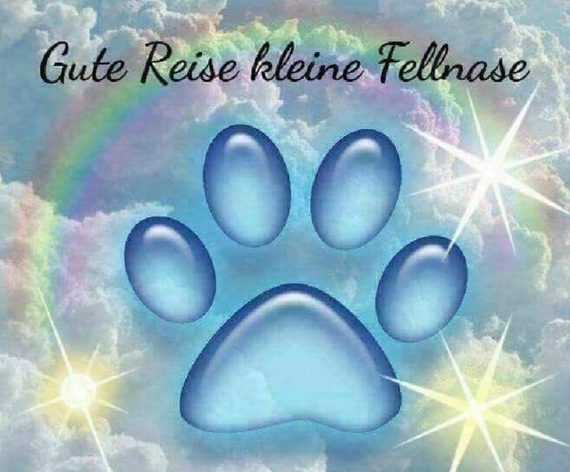 Delphin74214875's tweet photo. @weise_patrick 😥🕯️🌈🖤Viel Kraft 🍀 🍀 🍀 #Kasimir 🖤 https://t.co/6fj9Uyemeg