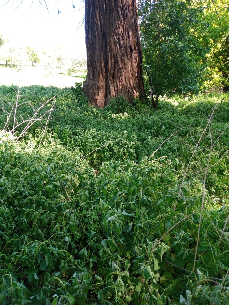 Robin George (@bflyrobin) on Twitter photo Good day at Montacute <a href="/nationaltrust/">National Trust</a> but why was it necessary to spray all these nettles? Good day at Montacute <a href="/nationaltrust/">National Trust</a> but why was it necessary to spray all these nettles?