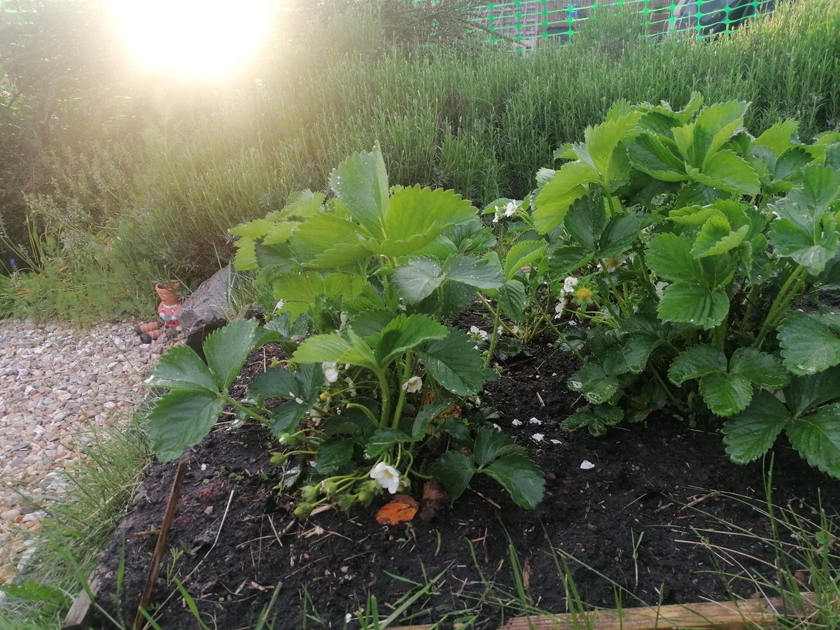 des1202's tweet photo. @midsizegarden @AllAboutGrowing #strawberries #Exeter are only 3 or 4 weeks away. This will be a good year. I will net them in 2 weeks as #Magpie is inspecitng them daily. And the #bees love the cotoneaster #growyourown https://t.co/MgnOEzpG0O