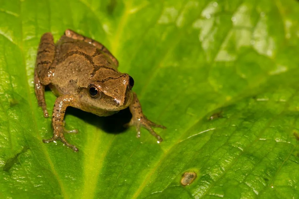 cottagelife's tweet image. Wild Profile: Meet the spring peeper
buff.ly/3LyCEN5
#SpringPeeper #Frog #Wildlife