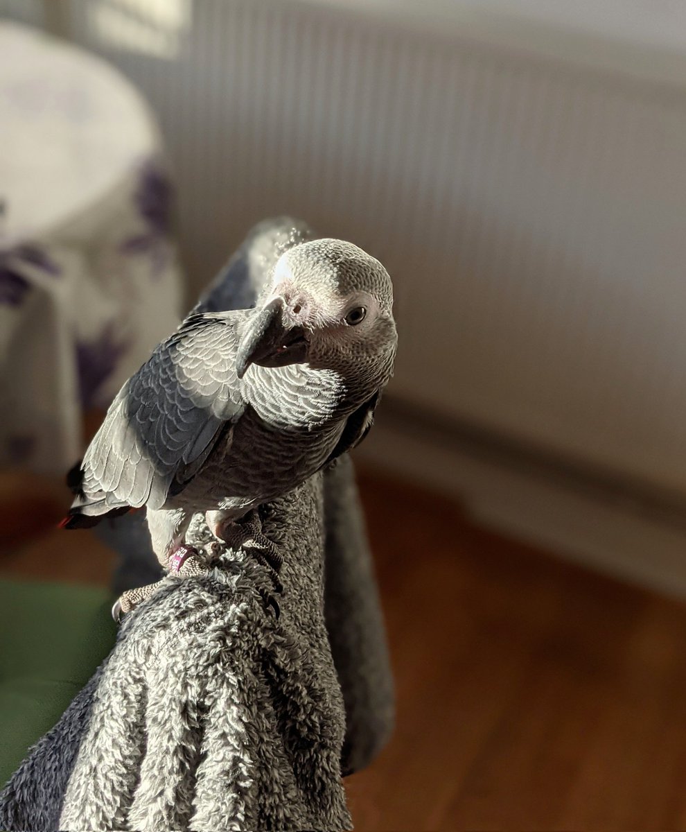 Riku_The_Parrot's tweet photo. Summer is coming ☀️
#africangreylove #africangray #africangrayparrot #SummerFun #cutestface #animalface #parrot https://t.co/FmfRlp8zIS