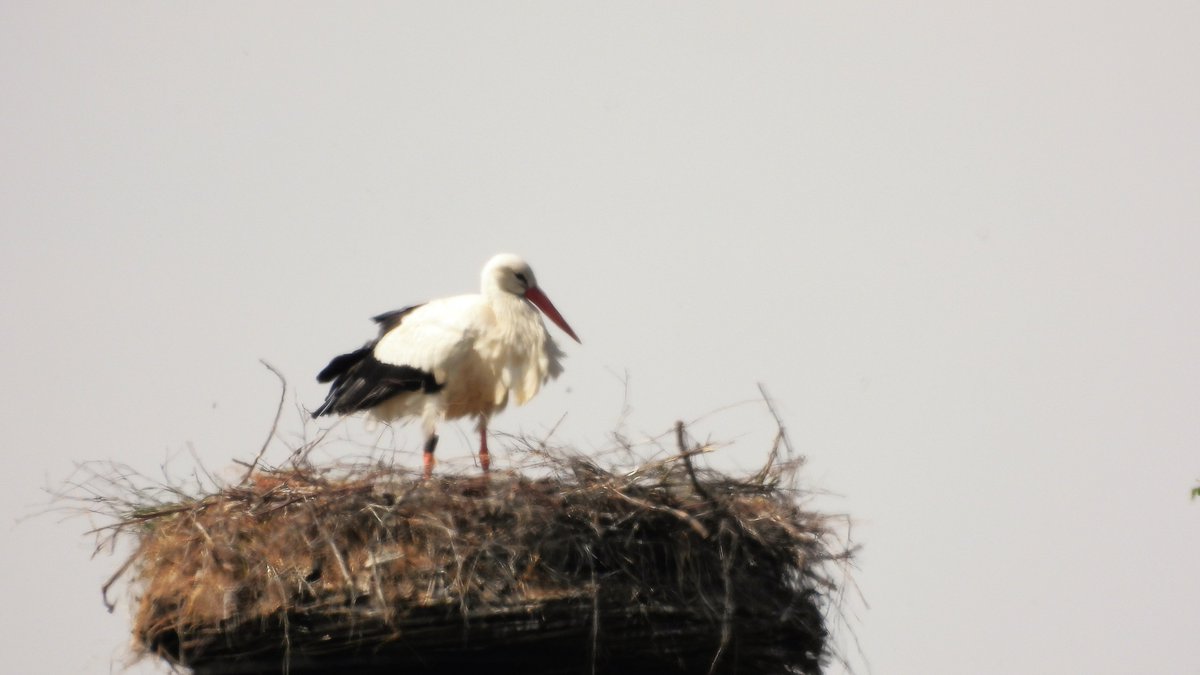 inja5248's tweet photo. #ooievaarsnest langs de #Pepinusbeek #Pepinusbrug 
de jonge ooievaars worden zorgzaam gevoed 
zijn nog klein, de kopjes komen nog niet boven 't nest uit...aan de manier van voeden en 't opkroppen van eten te zien zitten er 4 jongen op 't nest 
@vogelnieuws @Sovon @volgdenatuur https://t.co/h6GlePTnjQ