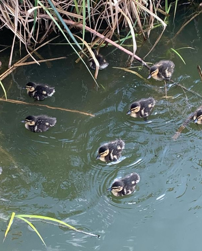 MerciaMarina's tweet photo. "Ayup duck!" 🦆

📸 | https://t.co/uKQbJlbzcs

#MerciaMarina #Lodges #Staycation #Derby #Derbyshire #Countryside #Relaxation #ShortBreaks #Spring #Retreat #ShopLocal #Outdoors #Nature #Photography https://t.co/VsDlx5Cvd1