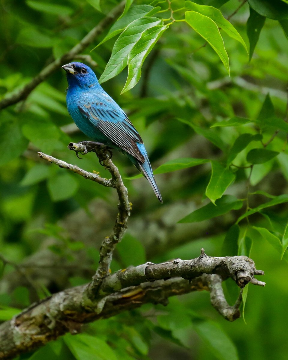 DrBryanBlack's tweet photo. I didn't see a single #bluejay in NC this week. An old, re-edited photo of this TX #indigobunting will have to suffice. #hobbies #NaturePhotography https://t.co/VMyzDnHpkt