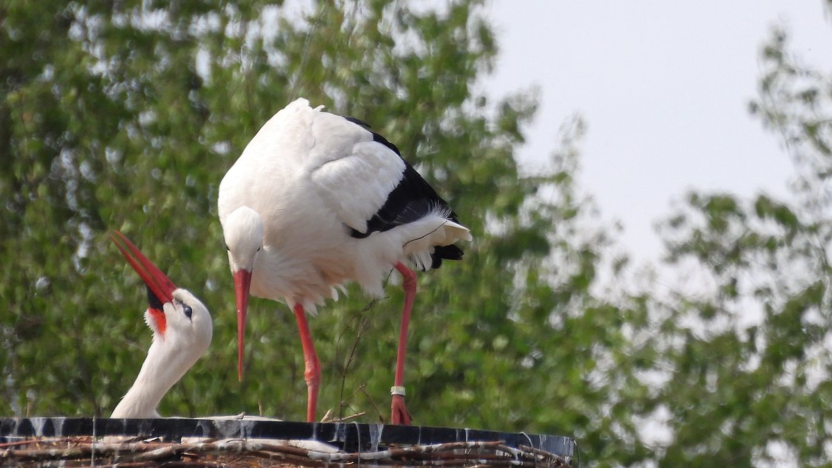 inja5248's tweet photo. #ooievaarsnest langs de #Pepinusbeek #MariaHoop
het blijft nog de vraag of ze aan het broeden zijn...spannend! 💚
@Sovon @WLomgeving @Sovon
@volgdenatuur @NatureTodayNL https://t.co/IN0x25lCzm