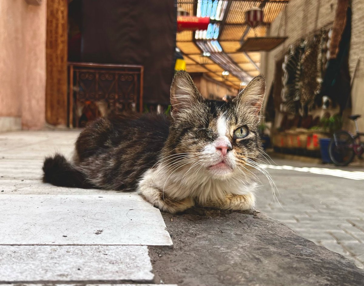 fionacue1's tweet photo. Moroccan Kitten #kitty #cat #kitten #missingeye #homeless #market #souk #marrakesh https://t.co/4QX8vO2hi7