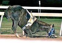 1filly1's tweet photo. This is horseracing. Learn the truth https://t.co/wj5aqfdsjc #EndHorseracing #HorseracingKillsHorses #KyDerby https://t.co/Jdg6FsH9wl
