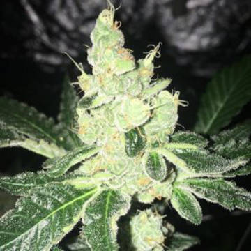 CannapotWebshop's tweet photo. Girl Scout Cookies @ https://t.co/cjsbE8zrad
back on stock - this fantastic strain is now available again by ApeOrigin! Fantastic quality, fantastic price!

#girlscoutcookies #forumcookies #cannabis #legalcannabis #cannabisculture #medicalcannabis #cannabiscup #cannabissociety https://t.co/dhyOzveIsu