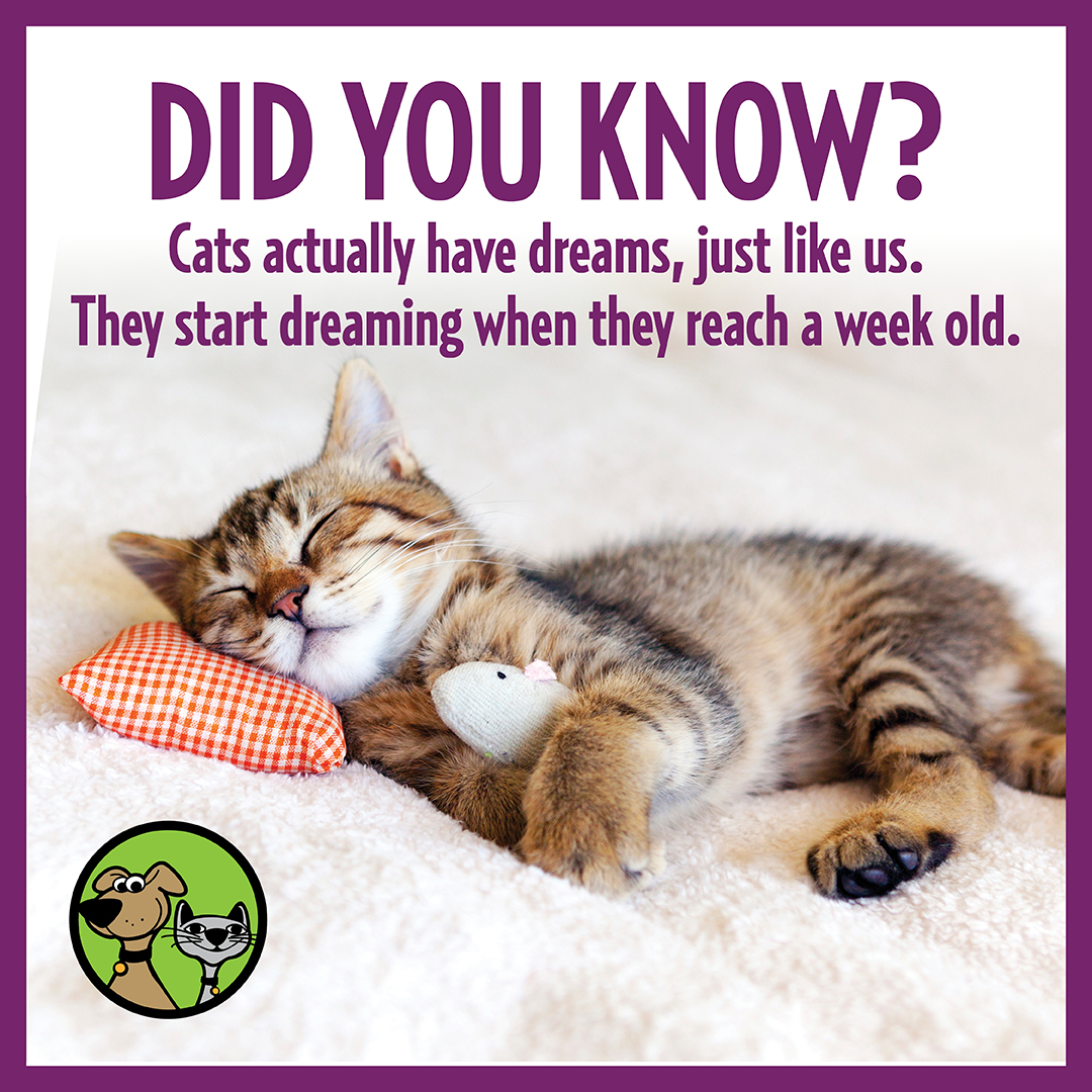 thepetbeastro's tweet photo. What do you think your cat dreams about? 💭🐱💙
#CatFacts #AnimalFunFacts #CatDreams https://t.co/83V33KaTUY
