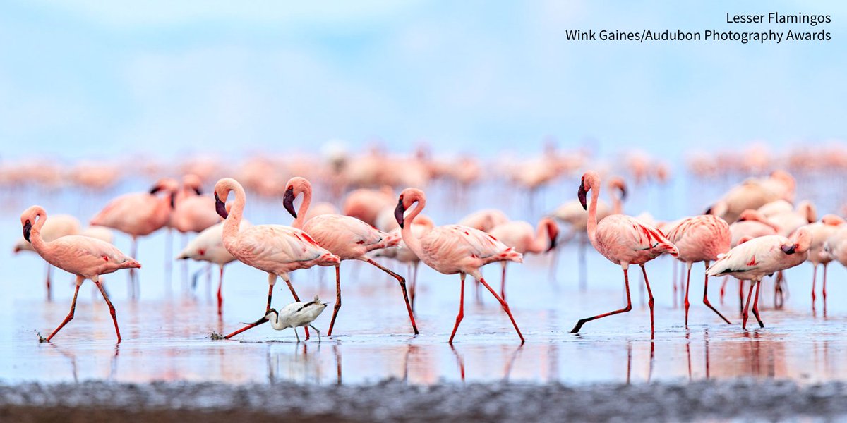 audubonsociety's tweet photo. Research shows that flamingos can forge long-lasting friendships—and rivalries: https://t.co/Nqp8DTn8v5 https://t.co/i061JvzNy6