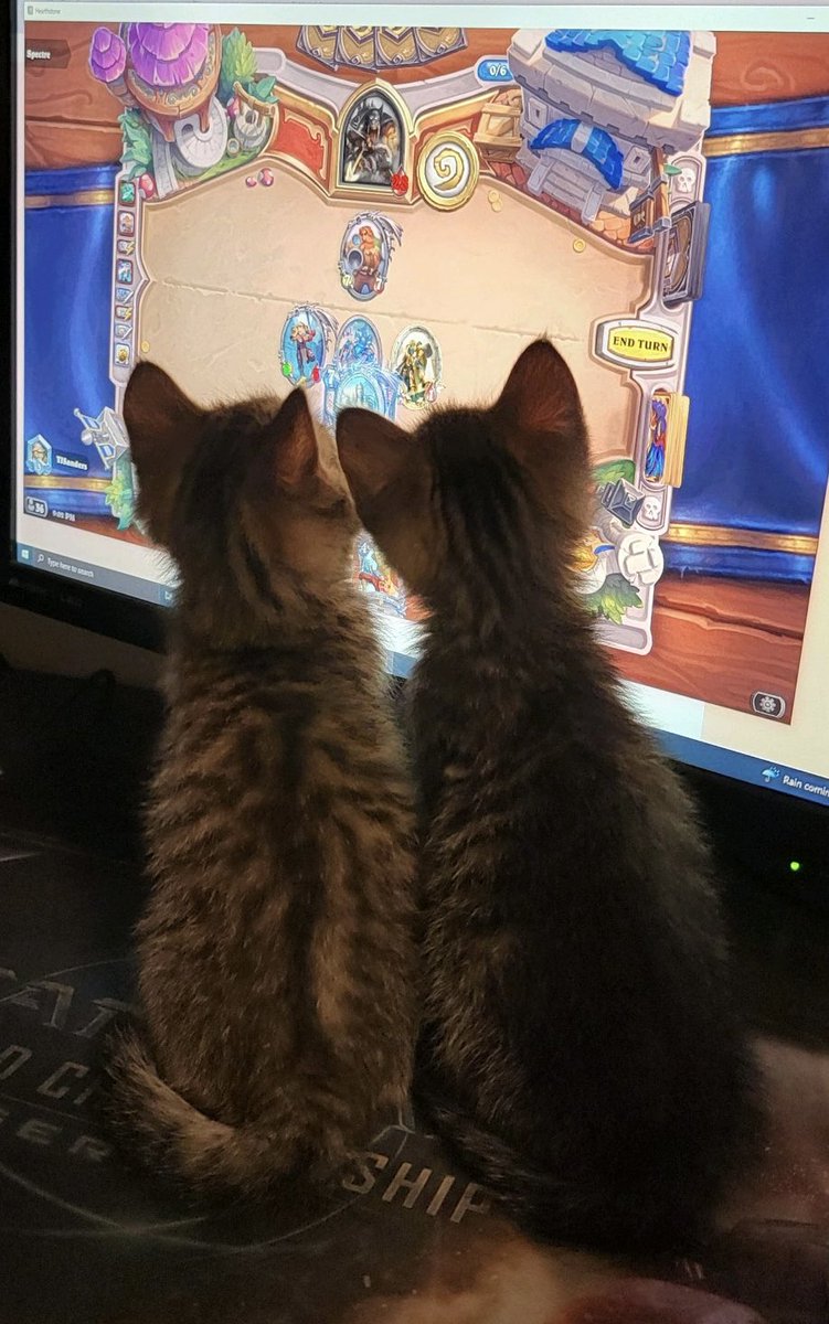 Fostering 2 kittens and they will literally sit here for an hour watching the screen lol