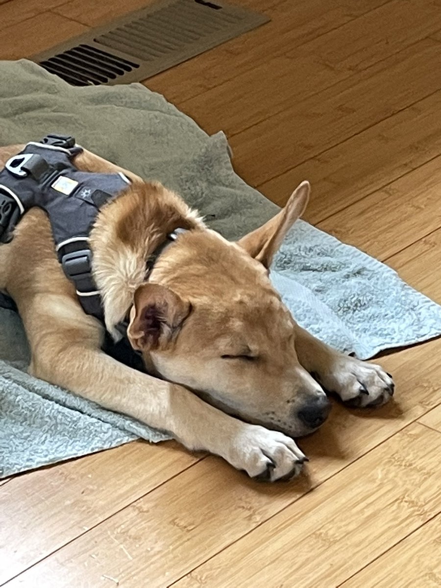 amiekuttruff's tweet photo. @thisKat Saski is still recovering from all the excitement https://t.co/K9V14YuNUf