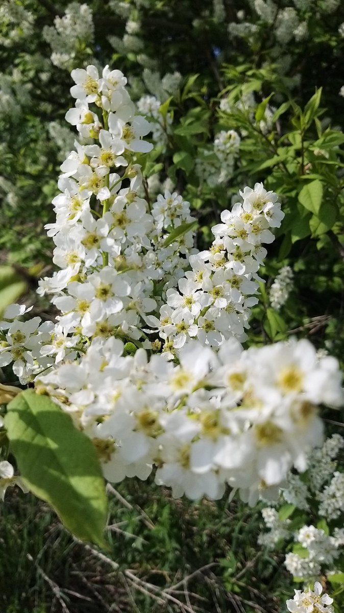 Barbaboe's tweet photo. Großer Gott,
laß meine Seele zur Reife kommen,
ehe sie geerntet wird!
(Selma Lagerlöf)
Möchtige #Traubenkirsche in voller Blüte.
#flowersphotography
#NaturalBeauty
#naturelovers https://t.co/EH5Uqwbluf
