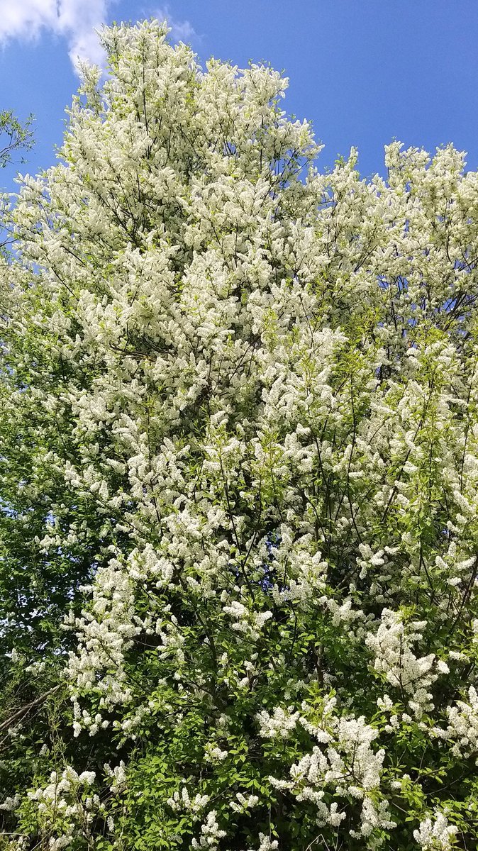 Barbaboe's tweet photo. Großer Gott,
laß meine Seele zur Reife kommen,
ehe sie geerntet wird!
(Selma Lagerlöf)
Möchtige #Traubenkirsche in voller Blüte.
#flowersphotography
#NaturalBeauty
#naturelovers https://t.co/EH5Uqwbluf