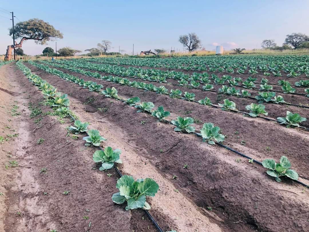 BenicaTheFarmer's tweet photo. 5 weeks old Megaton
Planted with 2.3.4 and applied Voema Vegetative Foliar Fertilizer every week.

Applied LAN Granules by week 4.
1st 4weeks sprayed with Cypermethrin. Methomex and Mancozeb by week 5

From next week Potassium Nitrate and Voema Fruits and Flouring weekly

🌱 https://t.co/IFc4mzo2MH