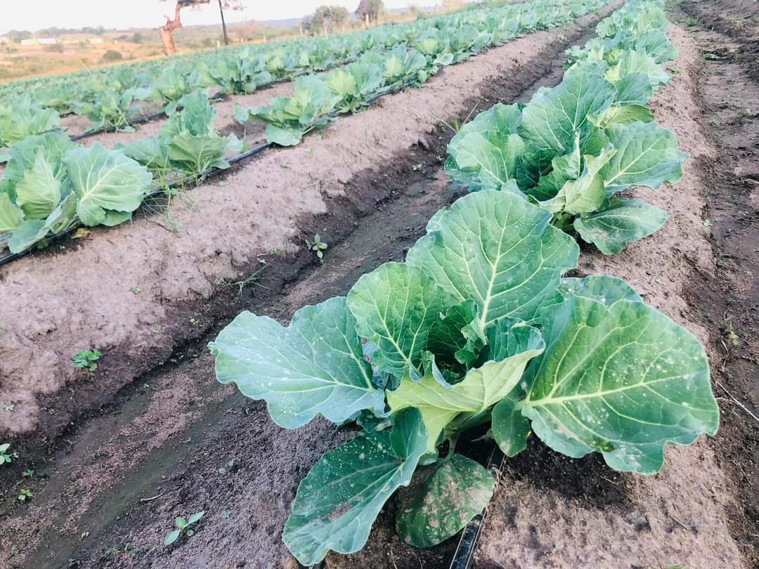 BenicaTheFarmer's tweet photo. 5 weeks old Megaton
Planted with 2.3.4 and applied Voema Vegetative Foliar Fertilizer every week.

Applied LAN Granules by week 4.
1st 4weeks sprayed with Cypermethrin. Methomex and Mancozeb by week 5

From next week Potassium Nitrate and Voema Fruits and Flouring weekly

🌱 https://t.co/IFc4mzo2MH