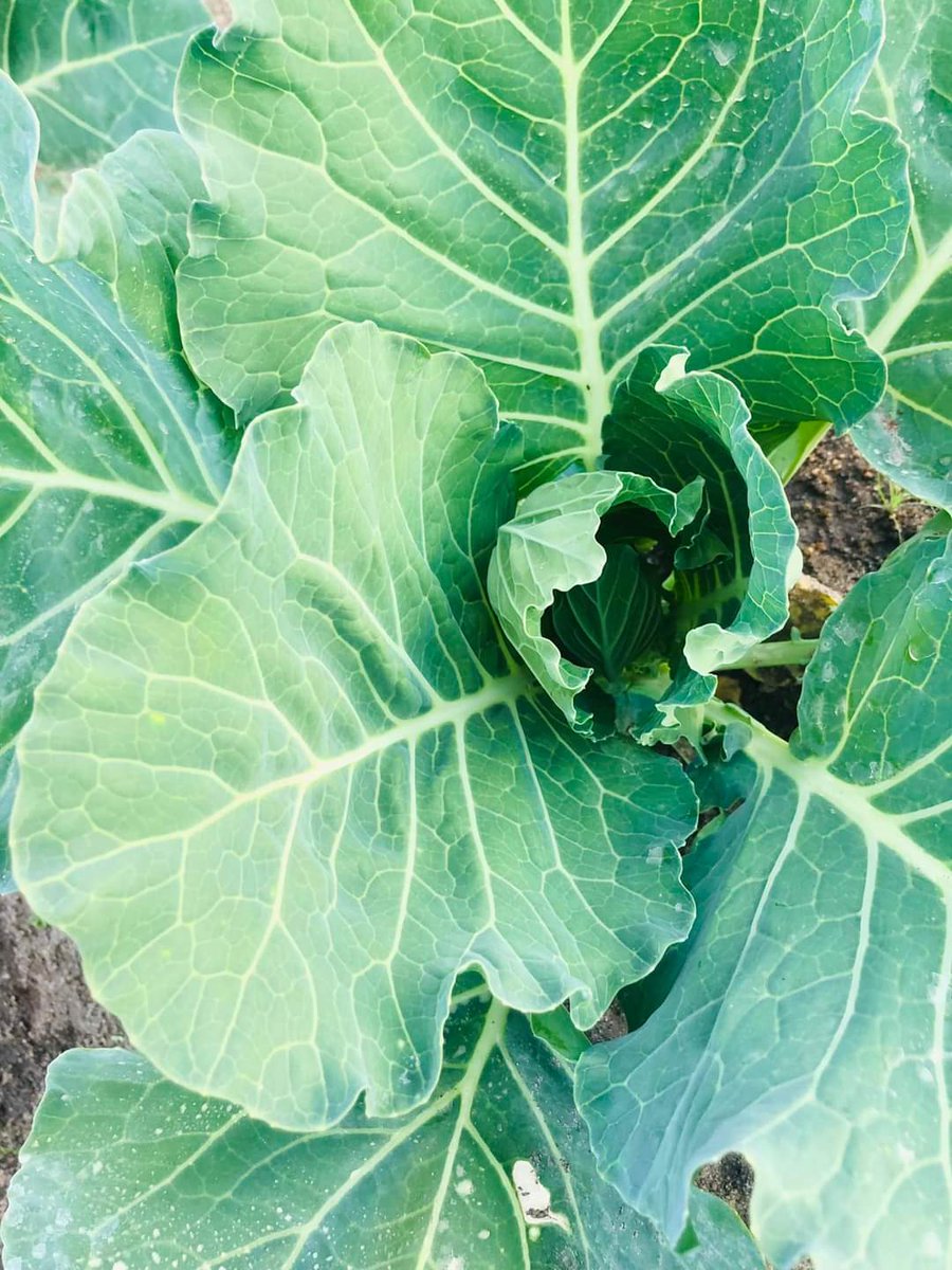 BenicaTheFarmer's tweet photo. 5 weeks old Megaton
Planted with 2.3.4 and applied Voema Vegetative Foliar Fertilizer every week.

Applied LAN Granules by week 4.
1st 4weeks sprayed with Cypermethrin. Methomex and Mancozeb by week 5

From next week Potassium Nitrate and Voema Fruits and Flouring weekly

🌱 https://t.co/IFc4mzo2MH
