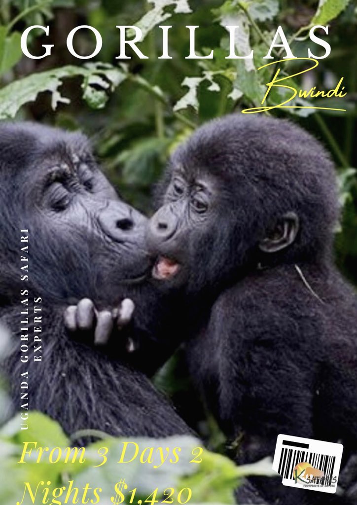 Since 2011, we have been committed to giving the best #affordable #African #safari experience, we have crafted the most private experiential safaris for #families and friends

.
.
.
.
#Africasafari, #travel, #gorillatrekking,