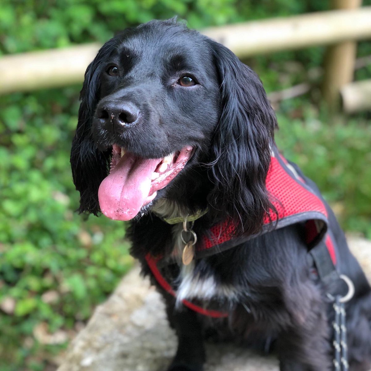 paperclipgirl's tweet photo. Handsome boy. #dogsoftwitter #crazyspaniel https://t.co/KIcV1TAMs6