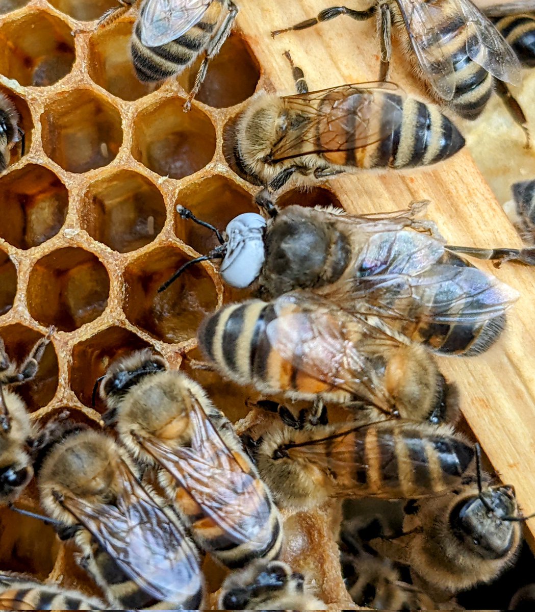 The Bee Team tweet media