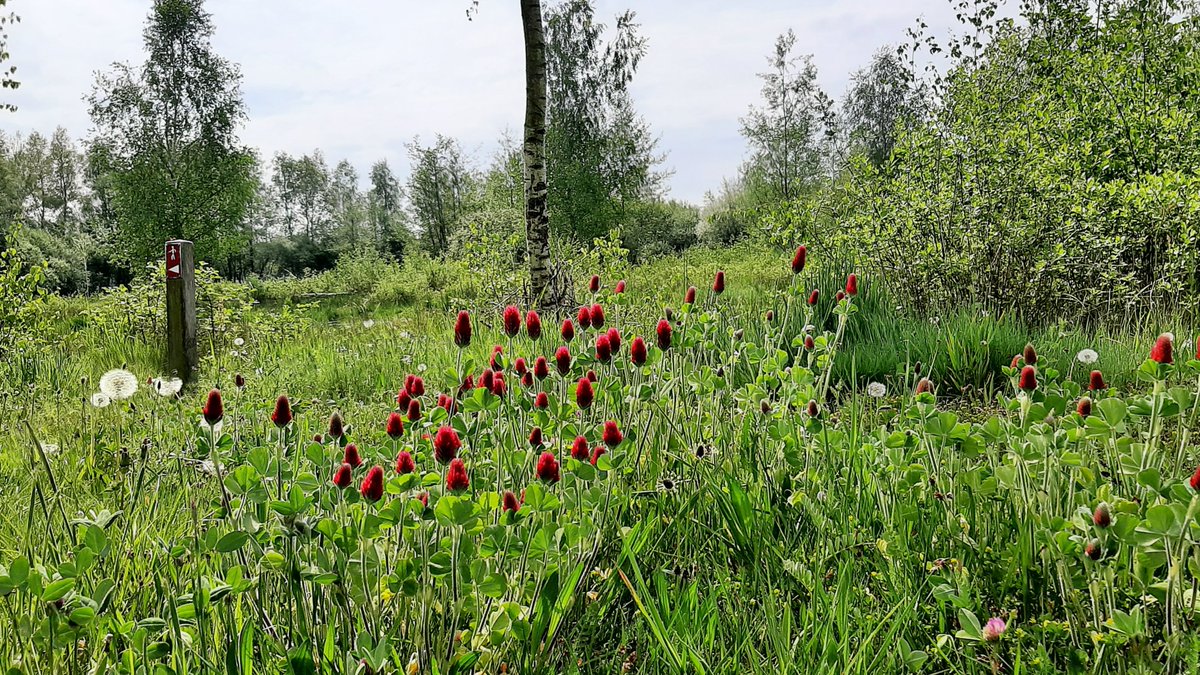 inja5248's tweet photo. hier wordt je toch blij van als je dit zie 😍
#inkarnaatklaver staat nu volop in de bloei langs de #Pepinusbeek #MiddenLimburg 💚

@FloraNederland @FLORONNederland @NatureTodayNL https://t.co/8WlUm9dOoa