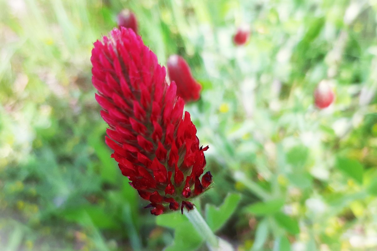 inja5248's tweet photo. hier wordt je toch blij van als je dit zie 😍
#inkarnaatklaver staat nu volop in de bloei langs de #Pepinusbeek #MiddenLimburg 💚

@FloraNederland @FLORONNederland @NatureTodayNL https://t.co/8WlUm9dOoa