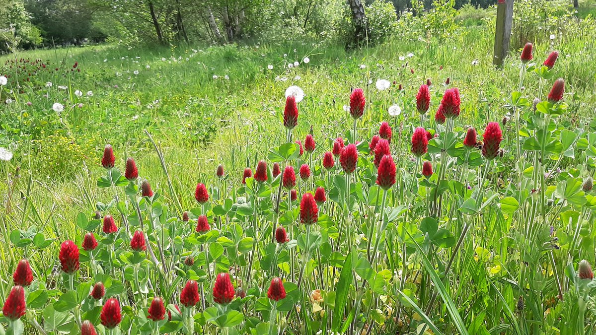 inja5248's tweet photo. hier wordt je toch blij van als je dit zie 😍
#inkarnaatklaver staat nu volop in de bloei langs de #Pepinusbeek #MiddenLimburg 💚

@FloraNederland @FLORONNederland @NatureTodayNL https://t.co/8WlUm9dOoa