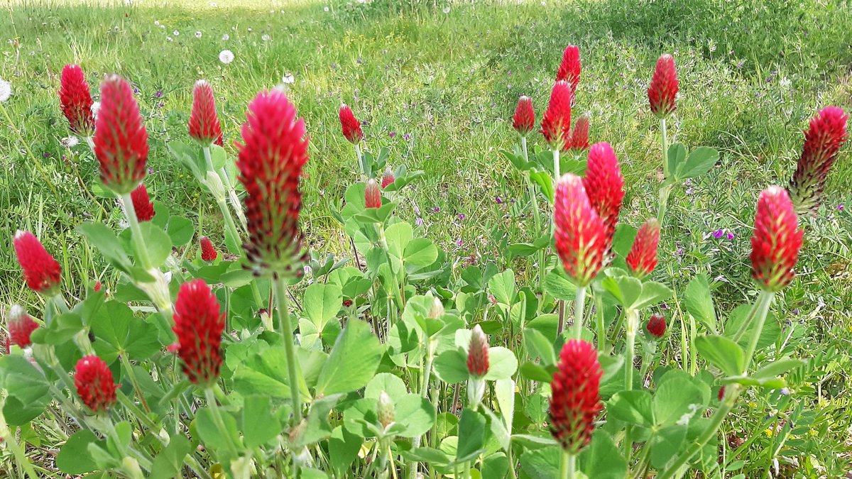 inja5248's tweet photo. hier wordt je toch blij van als je dit zie 😍
#inkarnaatklaver staat nu volop in de bloei langs de #Pepinusbeek #MiddenLimburg 💚

@FloraNederland @FLORONNederland @NatureTodayNL https://t.co/8WlUm9dOoa