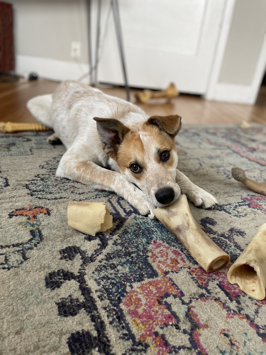 TRICIAxPAIN's tweet photo. 💖🐶💚Looking for a good home for this adorable puppy I rescued! Located in LA! DM me if interested! Please repost! Thank you! #puppy #animalrescue #thesavemovement #la #puppyadoption #laanimalsave https://t.co/jRRBWNgbJl